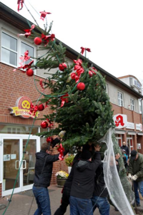 Ein Tannenbaum wird aufgestellt